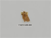 藏品(夜蛾科)的圖片